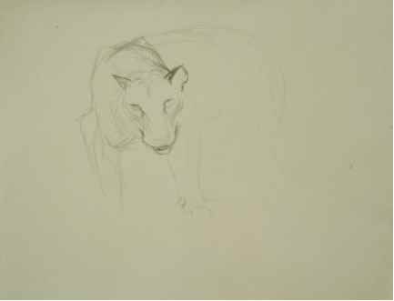 Study of Tiger - Orovida Pissarro (1893 - 1968)
